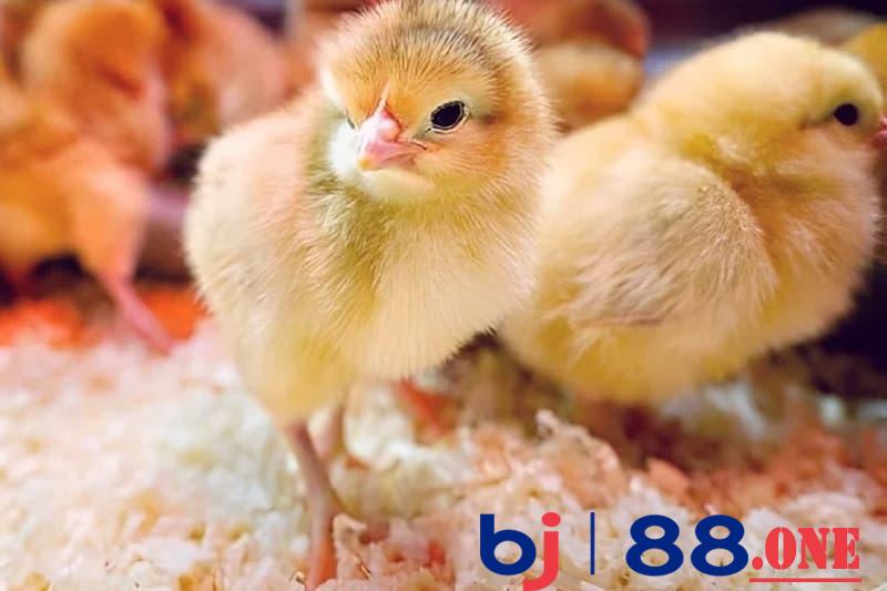 Gà ri con sở hữu lông màu vàng rơm đặc trưng