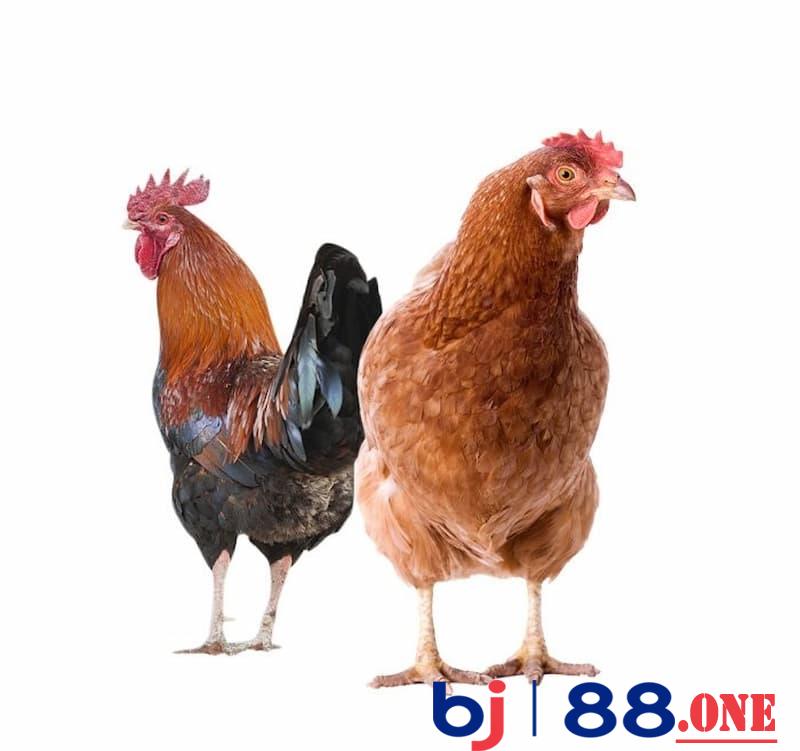 Một số giống gà Rốt Ri trên thị trường Một số giống gà Rốt Ri trên thị trường