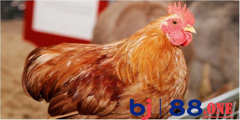 Cách nhận biết giống gà này với những loại gà khác Cách nhận biết giống gà này với những loại gà khác