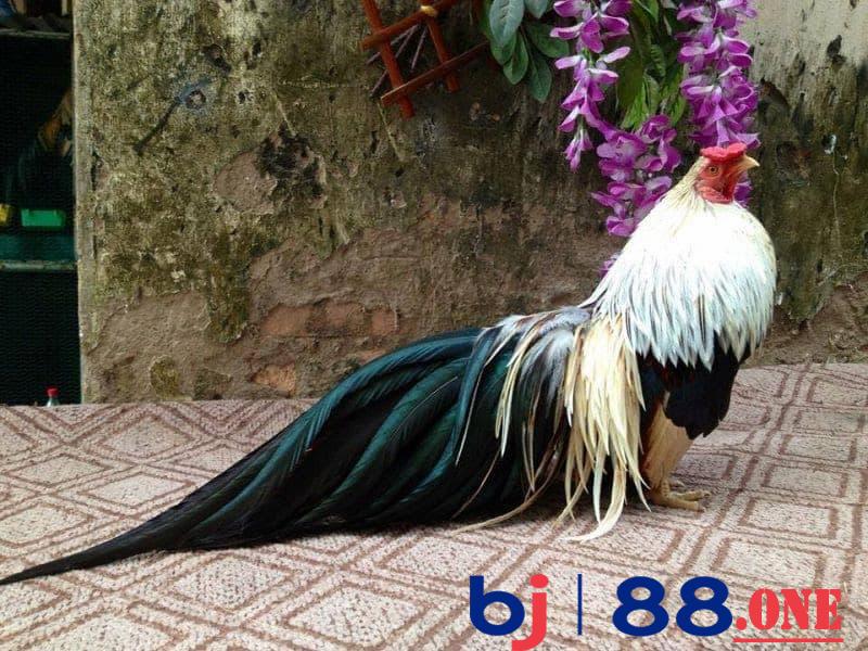 giá gà tre cảnh Gà tre Tân Châu