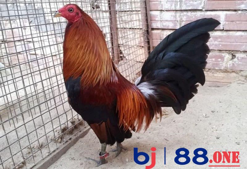giá gà tre cảnh Giống gà tre Mỹ