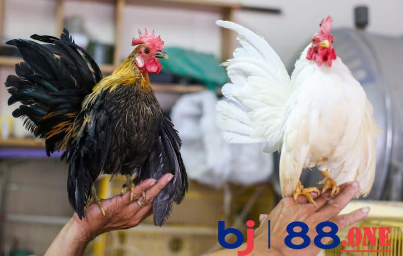 giá gà tre cảnh Tìm hiểu về giá gà tre cảnh mới nhất