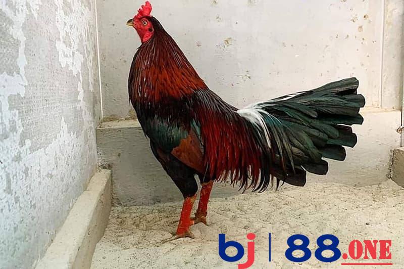 những con gà Cọp Những thông tin mới nhất về những con gà Cọp