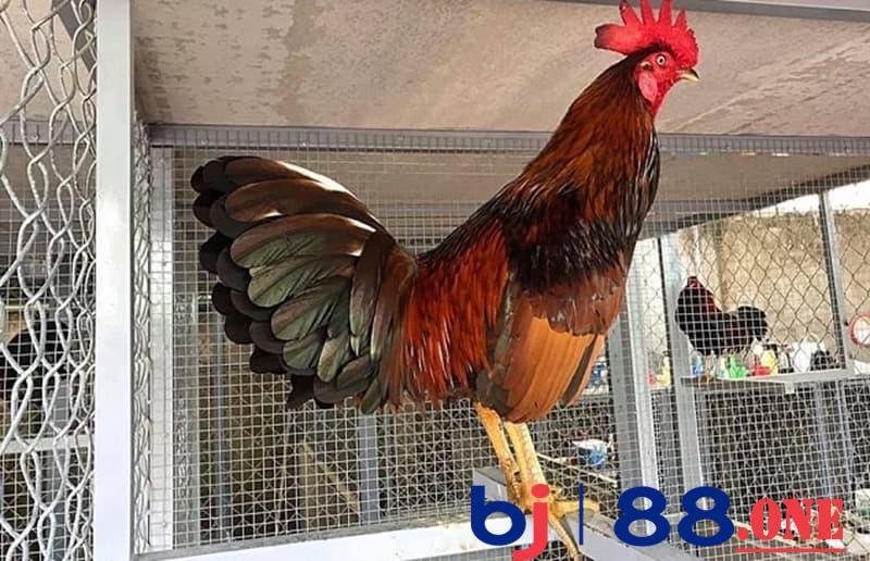 những con gà Cọp Những tiêu chí đánh giá gà Cọp siêu đỉnh