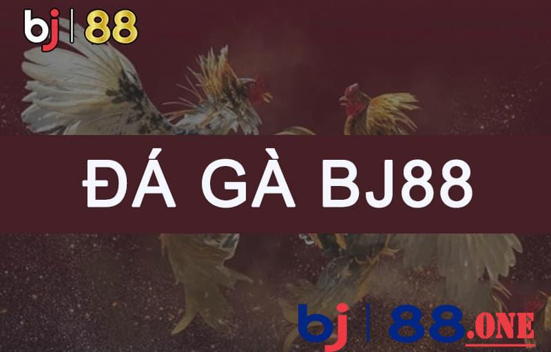 Ảnh 7: Cá cược đá gà